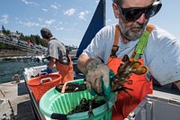 Captain David Thomas and the crew of "Just a'Pluggin" offloading a haul of lobster onto the floating dock of the Cranberry Isles Fishermen's Co-op, at Islesford (of the Cranberry Isles), Maine, on July 10, 2018.