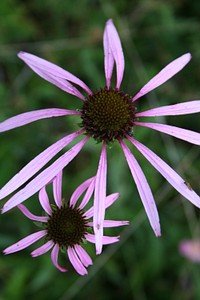 Smooth coneflower. What's in a name?. Original public domain image from <a href="https://www.flickr.com/photos/usfwssoutheast/43421316325/" target="_blank" rel="noopener noreferrer nofollow">Flickr</a>