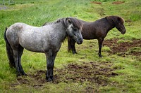 Icelandic Horses.