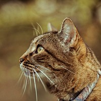 Outdoor tabby cat, animal image, free public domain CC0 photo.