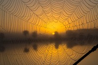 Golden light through spider web. Original public domain image from Flickr