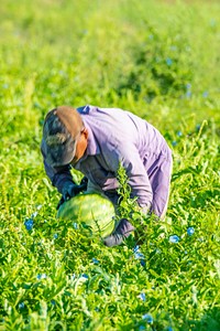 Workers harvest 40 acres of watermelons from the Krueger Farm outside of Letts, Iowa.