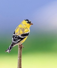 American goldfinch bird. Free public domain CC0 photo.