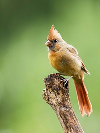 Northern cardinal bird. Free public domain CC0 image.