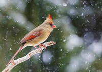 Northern cardinal, female bird. Free public domain CC0 photo.