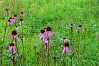 Smooth coneflower. Original public domain image from <a href="https://www.flickr.com/photos/usfwssoutheast/43609996414/" target="_blank" rel="noopener noreferrer nofollow">Flickr</a>