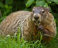 Ground hog, animal background. Free public domain CC0 photo.