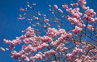 Pink double cherry blossoms in Torp 1