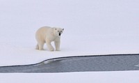Polar bear walks on the Arctic Ocean ice. Original public domain image from Flickr