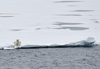 Polar BearA polar bear rests on the ice Aug. 23, 2009, after following the Coast Guard Cutter Healy for nearly an hour.Photo Credit: Patrick Kelley, U.S. Coast Guard. Original public domain image from Flickr