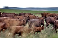 Cattle graze on farm land in South Africa. Original public domain image from <a href="https://www.flickr.com/photos/peacecorps/4371406048/" target="_blank">Flickr</a>