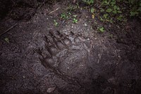 Bear Track. Original public domain image from Flickr