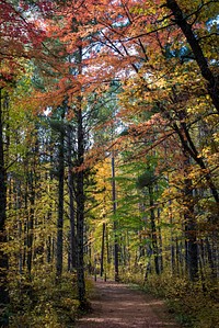 Fall colors on the Norway Beach Road, Chippewa National Forest, Minnesota. Original public domain image from Flickr