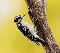 Downy woodpecker, male bird. Free public domain CC0 photo.