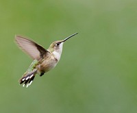 Female ruby-throated hummingbird. Free public domain CC0 photo.