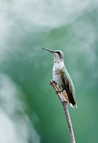 Male ruby-throated Hummingbird. Free public domain CC0 image.