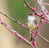 Eastern phoebe bird. Free public domain CC0 photo.