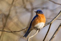 Eastern Bluebird. Free public domain CC0 photo.