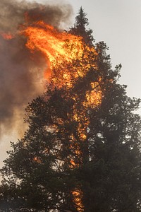 McLeod Fire, Okanogan-Wenatchee NF, WA, 2018. Photo by Kari Greer. Original public domain image from Flickr