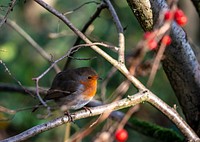 American robin in a woods background. Original public domain image from Flickr