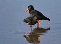 The variable oystercatcher (Haematopus unicolor) is a species of wader in the family Haematopodidae.