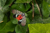 SLF-spotted lanternfly (Lycorma delicatula) adult winged, in Pennsylvania, on July 20, 2018. USDA-ARS Photo by Stephen Ausmus. Original public domain image from Flickr