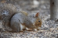 Gray squirrel foraging on the ground. Original public domain image from Flickr