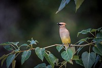 Cedar Waxwing. Original public domain image from Flickr