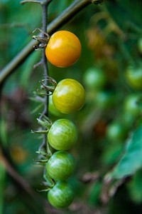 Cherry tomatoes wait to ripen at the North Brooklyn Farm (NBF) in the shadow of the Williamsburg Bridge is a site for agritourism where crops are grown.USDA Photo by Preston Keres. Original public domain image from Flickr