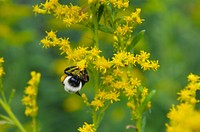 Bumle bee on goldenrodGoldenrod is a great late blooming plant that provides food for pollinators. We saw this bumble bee gathering pollen from a plant.Photo by Mara Koenig/USFWS. Original public domain image from Flickr