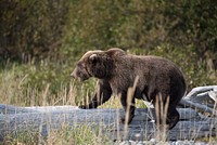 Brown bear climbing a trunk. Original public domain image from Flickr