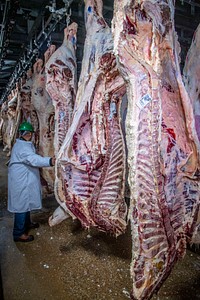 U.S. Department of Agriculture (USDA) meat inspectors and graders perform their mission.USDA photo by Preston Keres. Original public domain image from Flickr