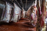 U.S. Department of Agriculture (USDA) meat inspectors and graders perform their mission.USDA photo by Preston Keres. Original public domain image from Flickr