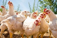 Organic chickens on the Homestead Organics farm near Hamilton, Mont. Ravalli County, Montana. June 2017. Original public domain image from <a href="https://www.flickr.com/photos/160831427@N06/44349629120/" target="_blank">Flickr</a>