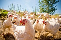 Organic chickens on the Homestead Organics farm near Hamilton, Mont. Ravalli County, Montana. June 2017. Original public domain image from Flickr