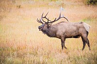 Rainy-day elk is standing in the field at Rocky Mountain National Park. Photo by John Wullschleger. Original public domain image from Flickr