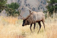 Bull elk grazing in Mammoth Hot Springs. Original public domain image from Flickr