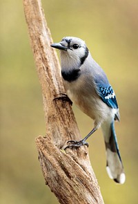 Blue jay bird. Free public domain CC0 photo.