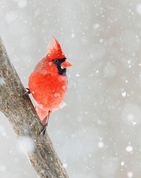 Northern cardinal bird. Free public domain CC0 photo.