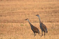 Pair of Sandhill Cranes in a recently harvested winter wheat field. Cascade County. August 2018.<br/><br/>. Original public domain image from <a href="https://www.flickr.com/photos/160831427@N06/44591172445/" target="_blank" rel="noopener noreferrer nofollow">Flickr</a>