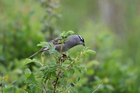 White-crowned Sparrow. Gallatin County. June 2018.. Original public domain image from Flickr