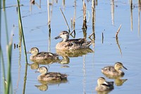 A proud mother blue-winged teal looks over her brood in a wetland. Great Falls Area. July 2018. Original public domain image from Flickr
