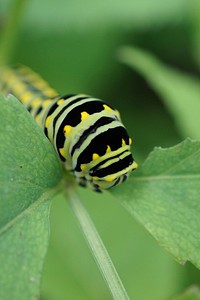 Black swallowtail caterpillar background. Free public domain CC0 photo.