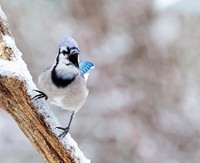 Blue jay bird. Free public domain CC0 photo.
