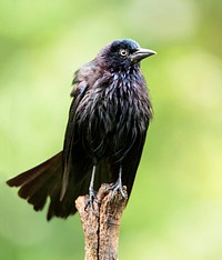 Common grackle bird. Free public domain CC0 photo.