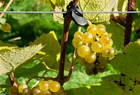 Closeup on green grape plant. Free public domain CC0 photo.