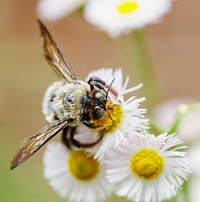 Bumblebee on daisy fleabane. Free public domain CC0 photo.