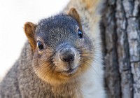 Fox squirrel, animal background. Free public domain CC0 photo.