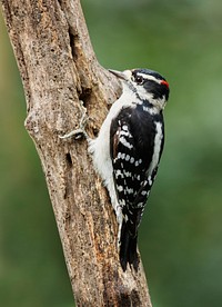 Downy woodpecker, male bird. Free public domain CC0 photo.