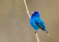 Male indigo bunting bird background. Free public domain CC0 photo.